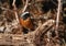 A stunning male Redstart, Phoenicurus phoenicurus, perching on a branch in heathland. It is hunting for insects to eat.
