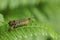 A stunning male Scorpion Fly Panorpa communis perching on a bracken leaf in woodland.