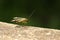 A stunning male Scorpion Fly Panorpa communis perching on a wooden fence.