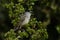 A stunning male singing Blackcap, Sylvia atricapilla, perched in a Hawthorn tree.