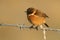 A stunning male Stonechat, Saxicola rubicola, perching on a frost covered barbed wire fence, in golden light. On a cold, foggy, fr