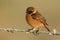 A stunning male Stonechat, Saxicola rubicola, perching on a frost covered barbed wire fence, in golden light. On a cold, foggy, fr