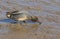 A stunning male Teal Anas crecca feeding in the mud on a coastal estuary.