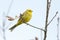 A stunning male Yellowhammer, Emberiza citrinella, perching on a branch of a tree in springtime.