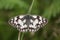 A stunning Marbled White Butterfly, Melanargia galathea, perched on a blade of grass with its wings open.