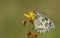 A stunning Marbled White Butterfly, Melanargia galathea, perching on a flower in a meadow in the UK.