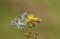 A stunning Marbled White Butterfly, Melanargia galathea, perching on a flower in a meadow in the UK.