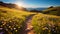 Stunning Meadow Hiking Trail: Yellow, Blue, Pink, Black, Strong Shadows