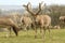 Stunning Milu Deer also known as Pere David`s Deer Elaphurus davidianus grazing on the top of a hill.