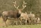 Stunning Milu Deer also known as Pere David`s Deer Elaphurus davidianus grazing on the top of a hill.