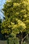 Stunning mimosa tree with yellow mimosa blossom, photographed in Regent`s Park, London UK in spring.