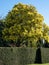 Stunning mimosa tree with yellow mimosa blossom, photographed in Regent`s Park, London UK in spring.