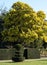 Stunning mimosa tree with yellow mimosa blossom, photographed in Regent`s Park, London UK in spring.