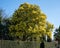 Stunning mimosa tree with yellow mimosa blossom, photographed in Regent`s Park, London UK in spring.