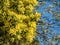 Stunning mimosa tree with yellow mimosa blossom, photographed in Regent`s Park, London UK in spring.