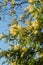 Stunning mimosa tree with yellow mimosa blossom, photographed in Regent`s Park, London UK in spring.