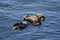 Stunning Mother and Baby Sea Otter on their Backs