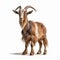 Stunning National Geographic Style Photo Of Realistic Goat