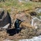 Stunning nesting shag cormorant birds Phalacrocorax Aristotelis