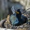 Stunning nesting shag cormorant birds Phalacrocorax Aristotelis