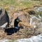 Stunning nesting shag cormorant birds Phalacrocorax Aristotelis