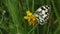 A stunning newly emerged Marbled White Butterfly Melanargia galathea resting on a pretty yellow flower.