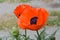 Stunning Orange Oriental Poppies Blooming and Flowering