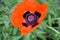 Stunning Orange Oriental Poppy Flower Blossom in Summer