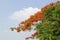 Stunning orange red flowers on a tree with fluffy white humid cloud behind. Typical South East Asian feel