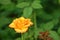 Stunning Orange Rose Flower