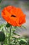 Stunning Oriental Poppy Flower Blooming and Flowering