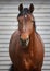 Stunning orlov trotter horse in paddock near wooden shelter in daytime