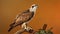Stunning Osprey Photo: Majestic Bird Perched On Branch