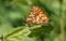 A stunning pair of mating Duke of Burgundy Butterfly Hamearis lucina perching on a leaf.