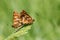 A stunning pair of mating Duke of Burgundy Butterfly Hamearis lucina perching on a leaf.