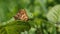 A stunning pair of rare mating duke of burgundy butterfly, hamearis lucina, perching on a leaf.