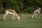 A stunning pair of Springbuck grazing