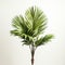 Stunning Palm Tree Plants: A Botanical Masterpiece On White Background