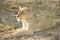 Stunning panting lioness closeup portrait, Kruger National Park, South Africa