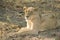 Stunning panting lioness closeup portrait, Kruger National Park, South Africa