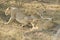 Stunning panting lionesses closeup portrait, Kruger National Park, South Africa