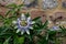 Stunning passion flower climbing plant growing up brick wall at Eastcote historic walled garden, Hillingdon, UK.