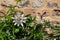 Stunning passion flower climbing plant growing up brick wall at Eastcote historic walled garden, Hillingdon, UK.