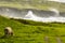 In a stunning pastoral scene on the Irish Wild Atlantic Way, a cow peacefully grazes by a coastal cove at high tide.