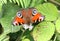 A stunning Peacock Butterfly, Aglais io, nectaring on a blackberry flower in a meadow.