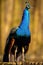 Stunning peacock perched atop a rustic wooden fence, its colorful feathers glimmering in the light