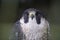 Stunning peregrine falcon closeup with focus on the intense eyes