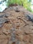 stunning perspective of a big tree in nature, with its expansive branches and verdant leaves, its cracked bark