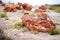 Stunning petrified wood in the Petrified Forest National Park, Arizona