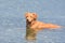 Stunning photo of a scotty retriever dog laying in water